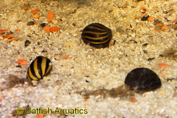 Freshwater Nerite Snail