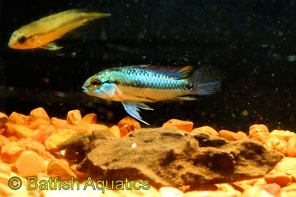 Apistogramma trifasciata