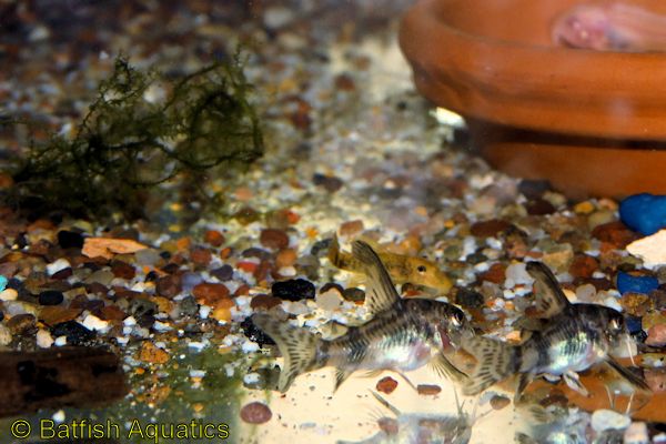 Corydoras paleatus, a long fin or veil tailed version of the common salt and pepper Corydoras.