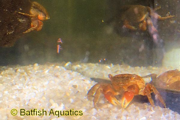 Perisesarma bidens, the Red Claw Crab, is a great crab for a freshwater aquarium