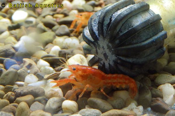 The CPO, Cambarellus patzcuarensis Orange Crayfish is a beautiful dwarf crayfish