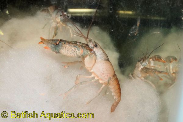 Dwarf Crayfish, like this one, are an interesting addition to a planted aquarium.