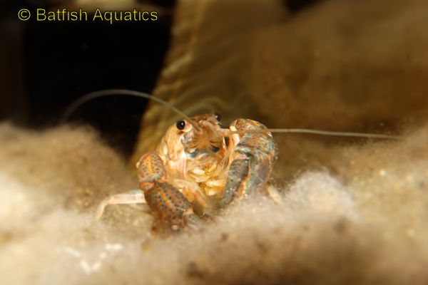 Dwarf Crawfish, like this Big Claw Crayfish, in a freshwater aquarium