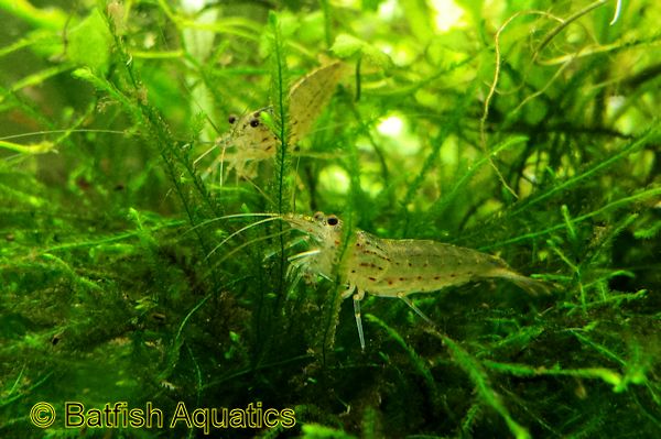 Amano Shrimp, Algae Eating Shrimp