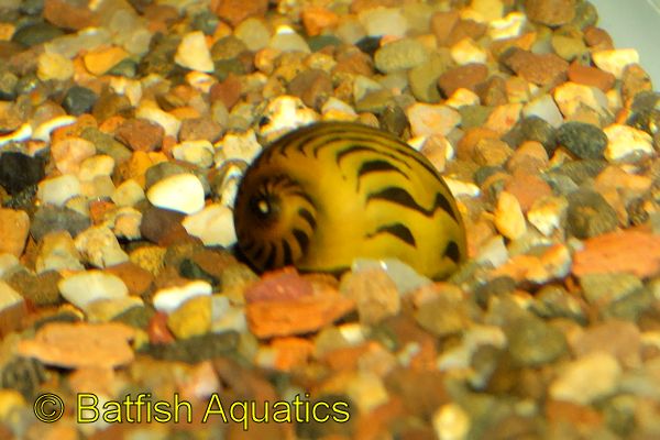 Nerite snails are excellent aquarium algae eating snails that do not breed in the aquarium