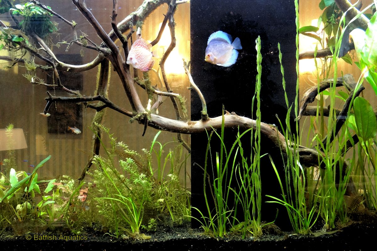 An aquascaped discus aquarium with live plants.