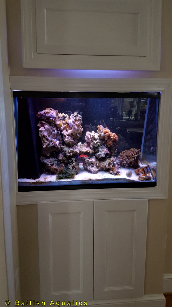 A custom in-wall aquarium with cabinet framing in a modern office