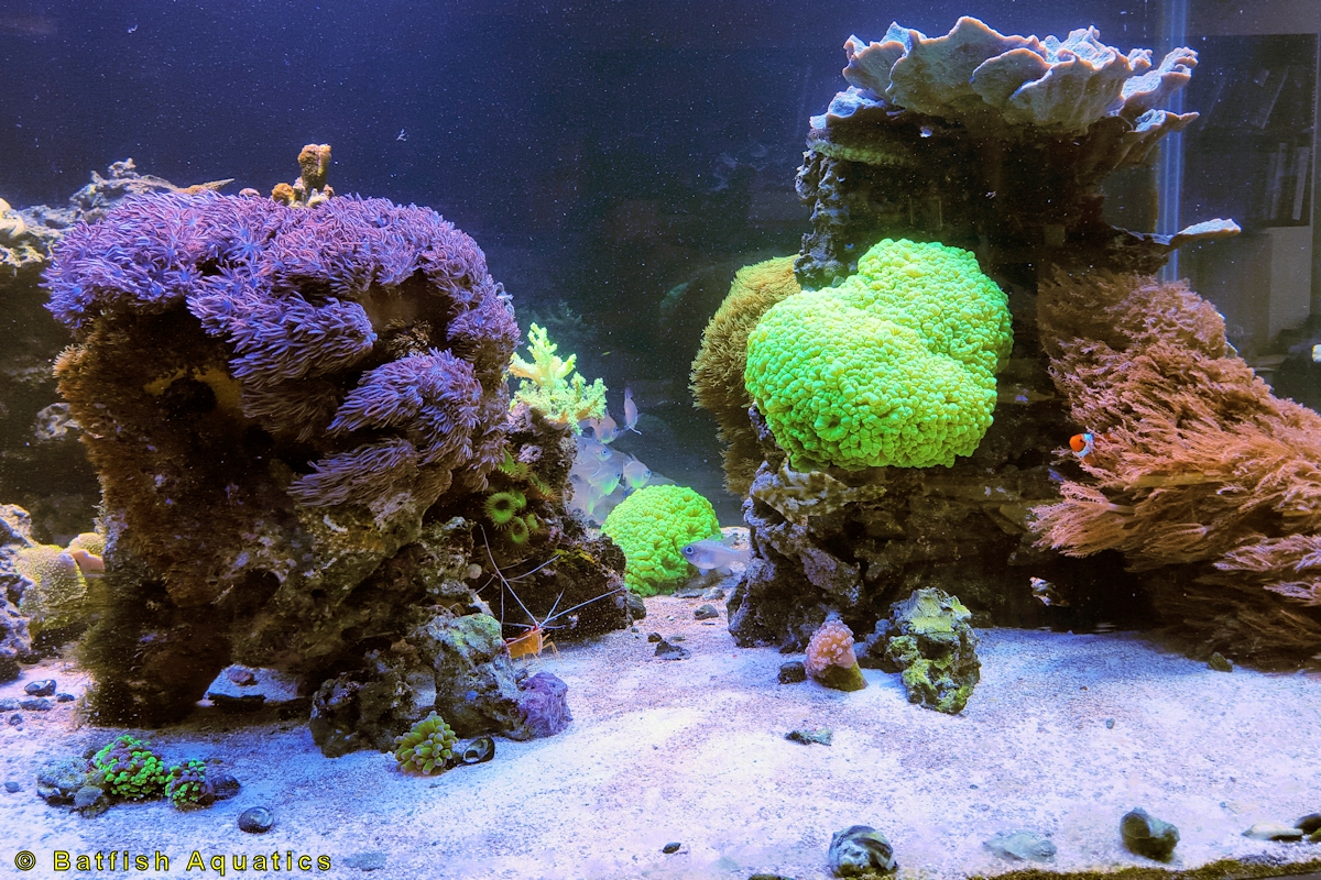 A marine reef aquarium with live coral