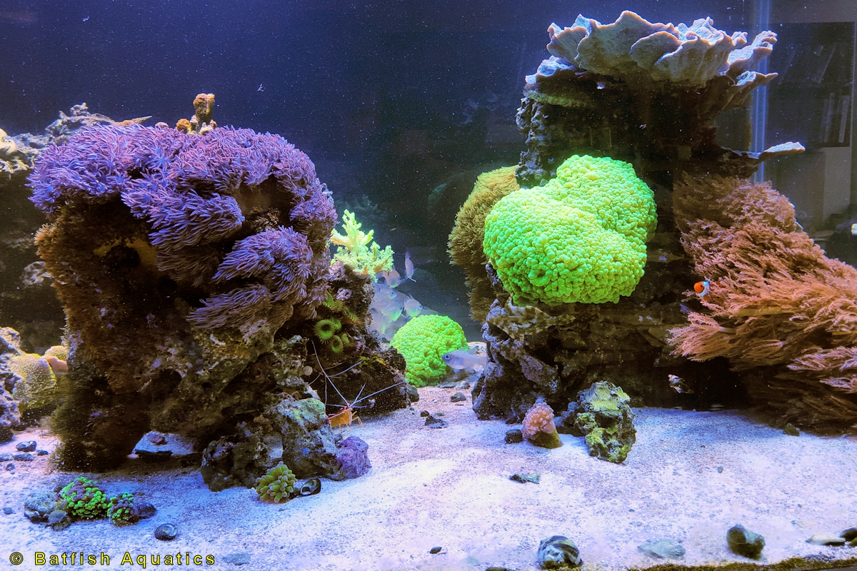 A saltwater reef aquarium with colorful live corals and clownfish