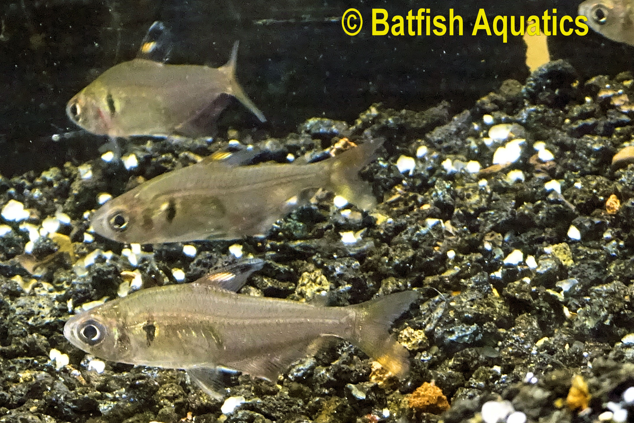 An orange fin tetra