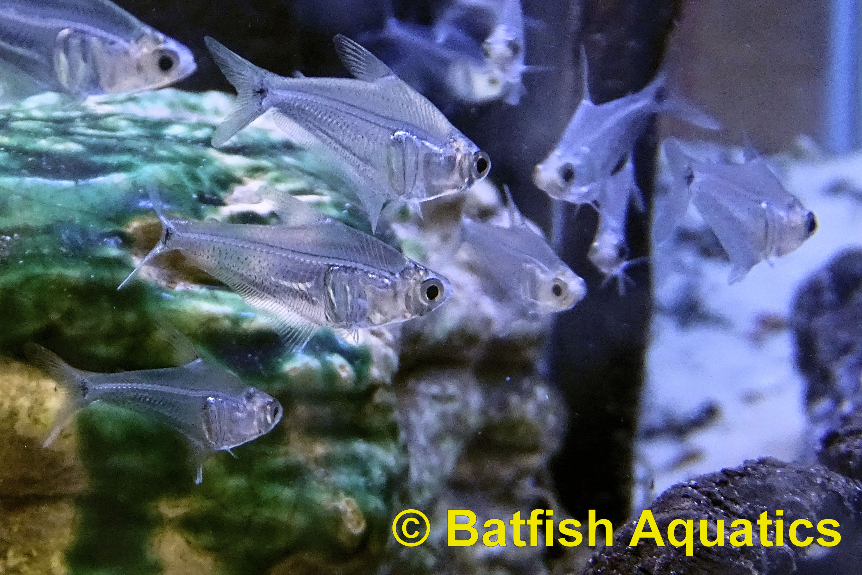 Protocheirodon pi, also known as the Amazon Vidrios Tetra or Amazon Glass Tetra