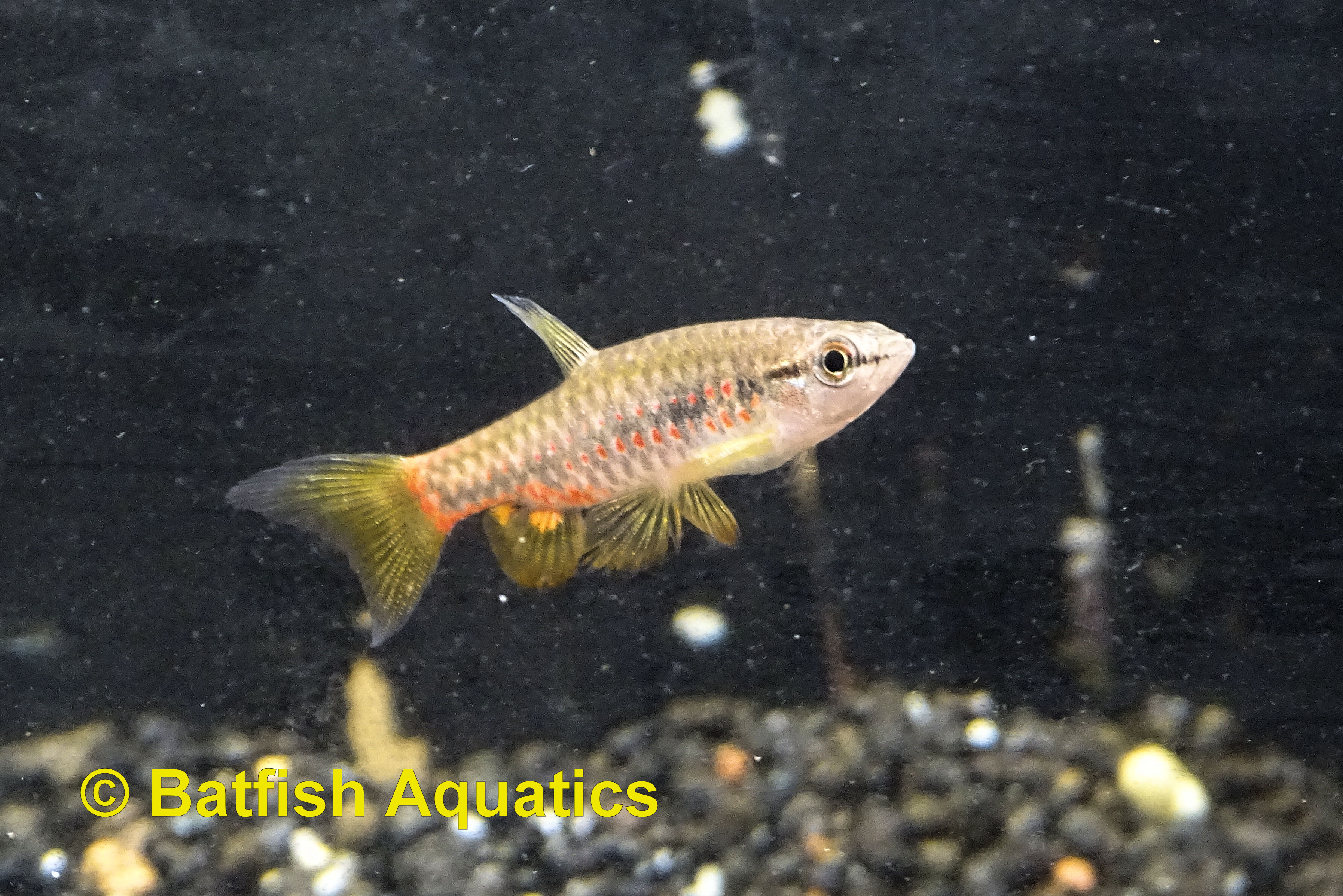 Spotted Splashing Tetra, Copeina guttata