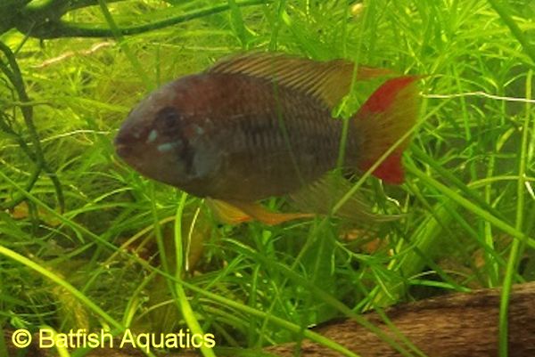 Batfish Aquatics Batfish Aquatics